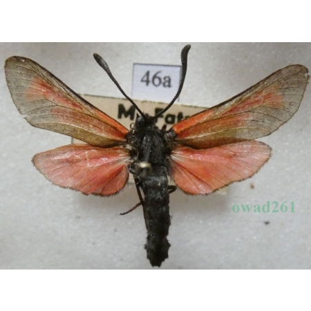 Zygaena purpuralis (Brünnich, 1763) Kraśnik purpuraczek Slovakia46a